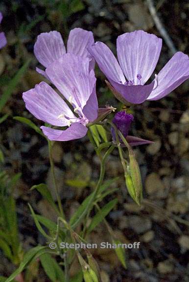 carkia dudleyana 5 graphic